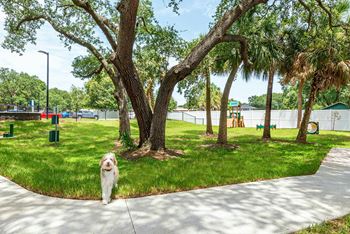 Fun and playful dog park